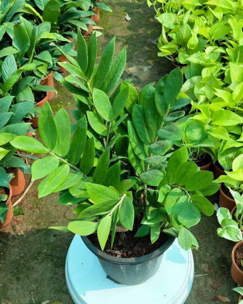 Heirloom Green Zamia Plant Seeds for Planting – Non-GMO, High Germination Organic Indoor Foliage Garden Seeds
