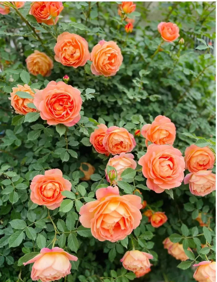 Light Orange Rose Tree Flower Seeds for Planting - 100 pcs