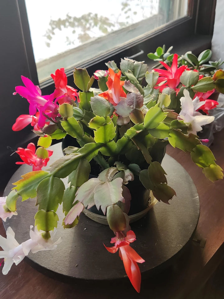Multicolored Schlumbergera Flower Seeds – Heirloom Non-GMO Organic Garden Seeds for Planting, High Germination Cactus Blooms