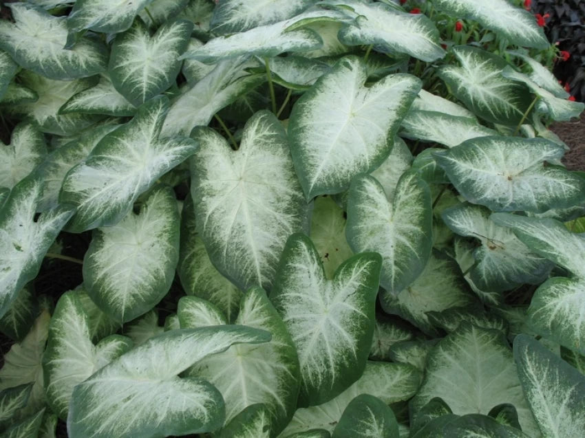 Leaf Caladium Aaron Seeds - Heirloom Ikke-GMO frø til plantning