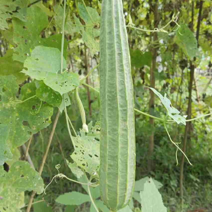 Yellow Luffa Vegetable Seeds for Planting - 100 pcs