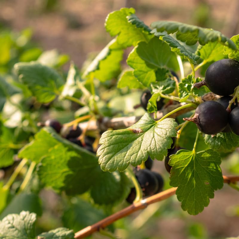 Grosella Negra (Black Currant) Fruit Seeds – Organic &amp; High Germination