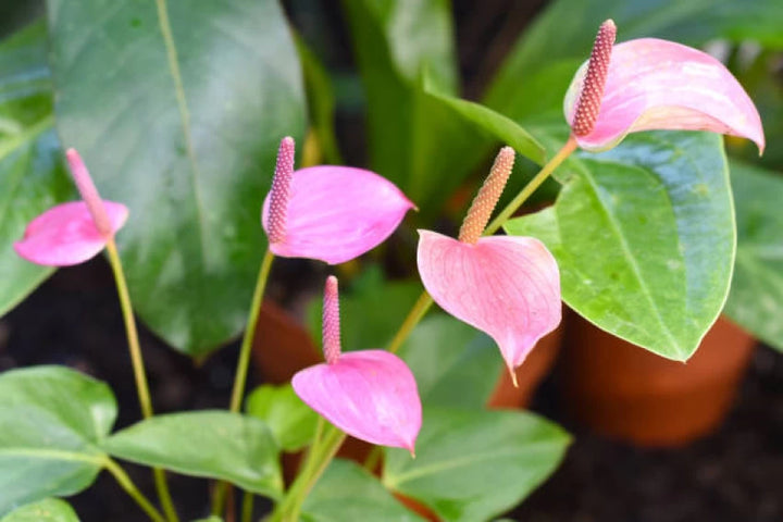 Anthurium Light Pink Flower Seeds for Planting 100 pcs