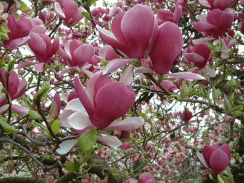 Lyserøde Yulan blomsterfrø til plantning - 100 stk