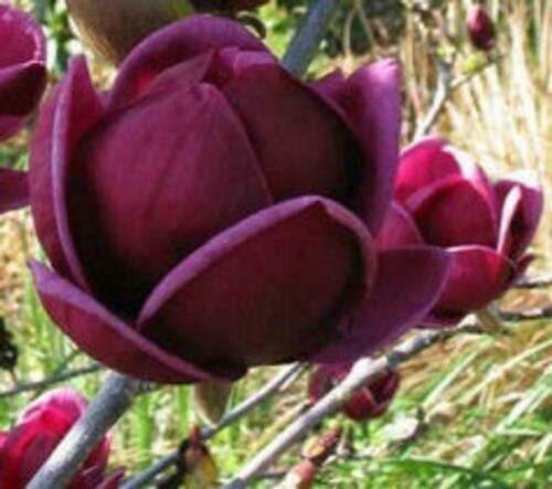 Yulan Magnolia Tulip Flower Seeds for Planting – Heirloom & Non-GMO Garden Seeds for Beautiful Blooms