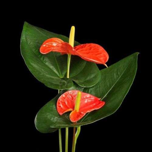 Anthurium Blomsterfrø til Plantning Rød 100 stk