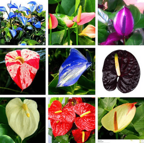 Anthurium blandede farve plantefrø til plantning 100 stk