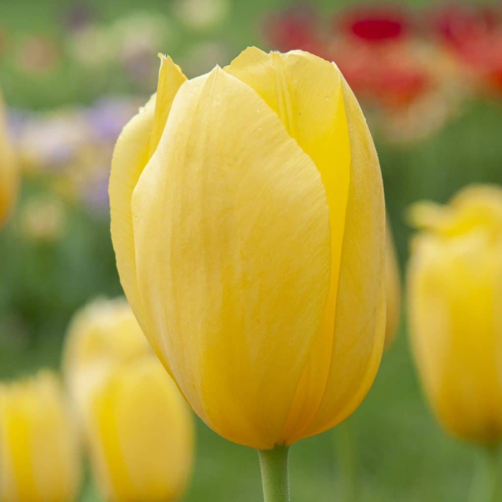 yellow organic flower seeds