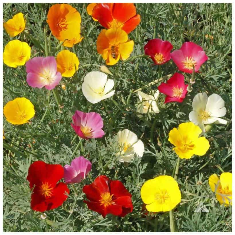 california poppy flower seeds