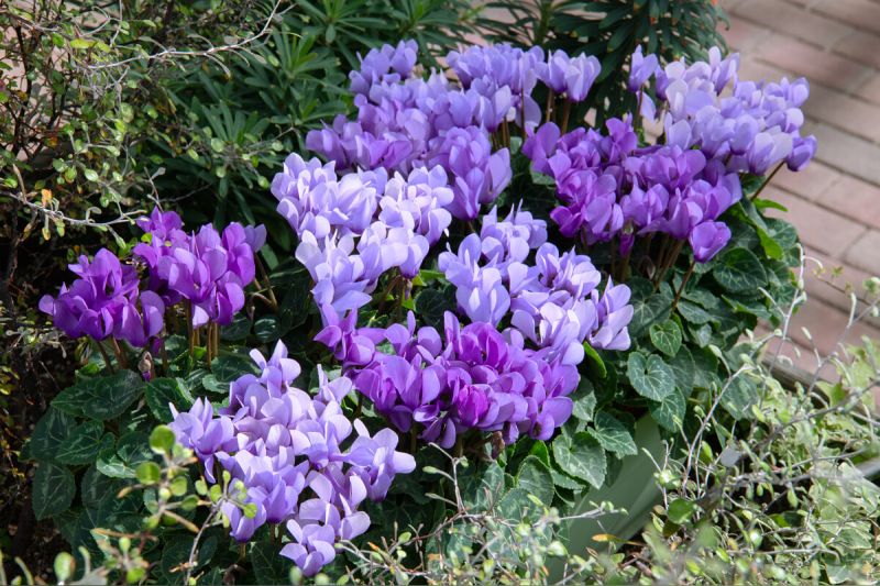blue cyclamen flower seeds