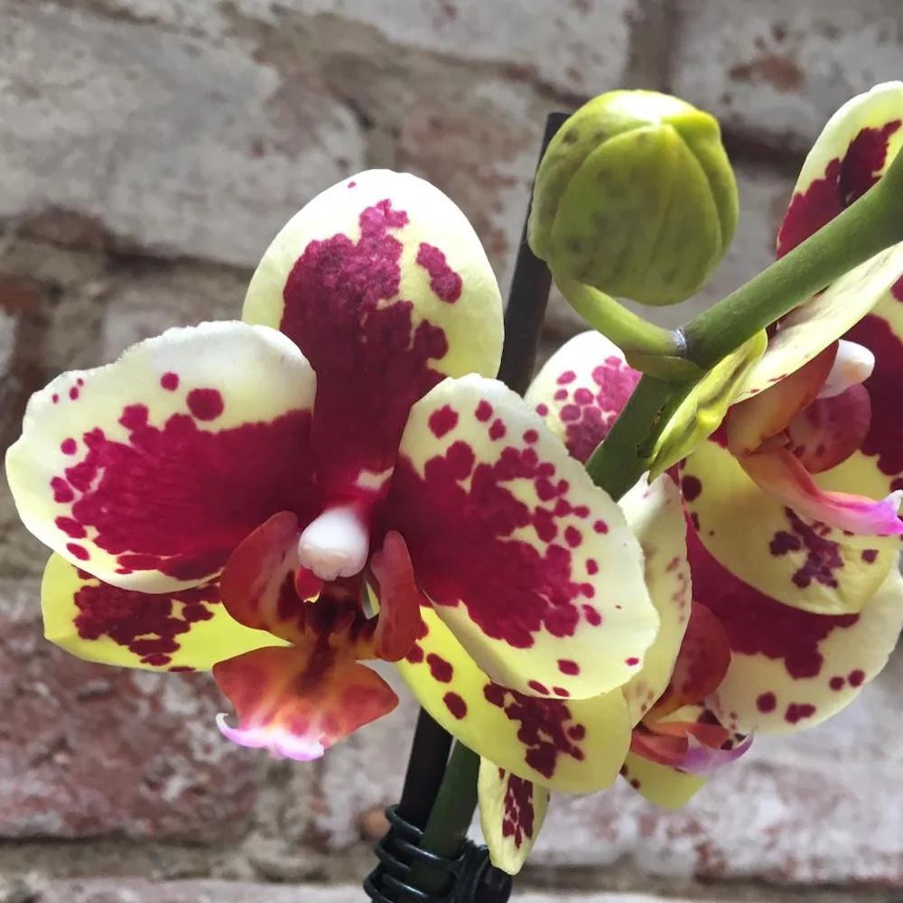 Gul &amp; lilla Phalaenopsis orkidéfrø til udplantning - 100 stk