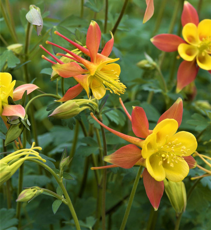 Orange Columbine Flower Seeds for Planting – Heirloom, Non-GMO, High Germination Organic Garden Seeds
