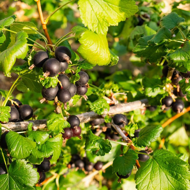Grosella Negra (Black Currant) Fruit Seeds – Organic &amp; High Germination
