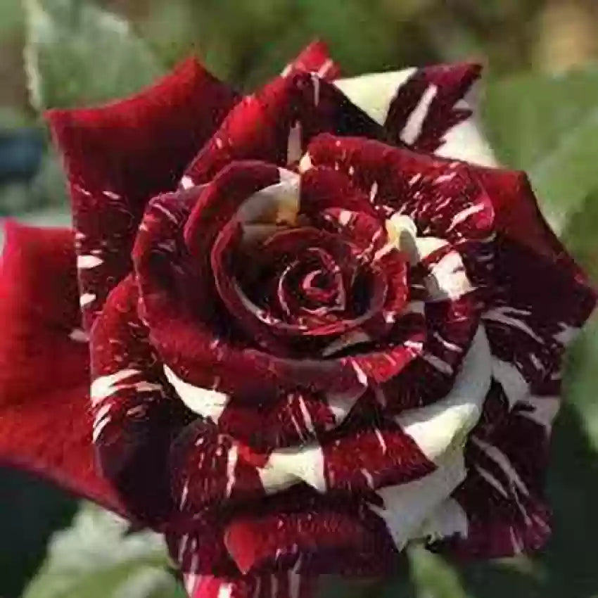 Rare Rose Seeds Red White Dragon Rose Shrub Bush Hardy,Rose Flower Seeds for Planting, 100 pcs