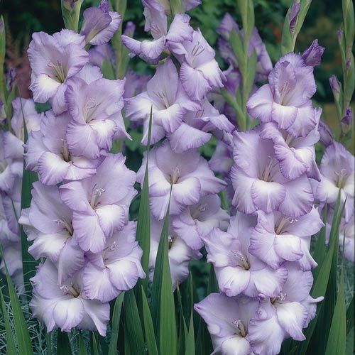 Lavendel Gladiolus Blomsterfrø - 100 stk