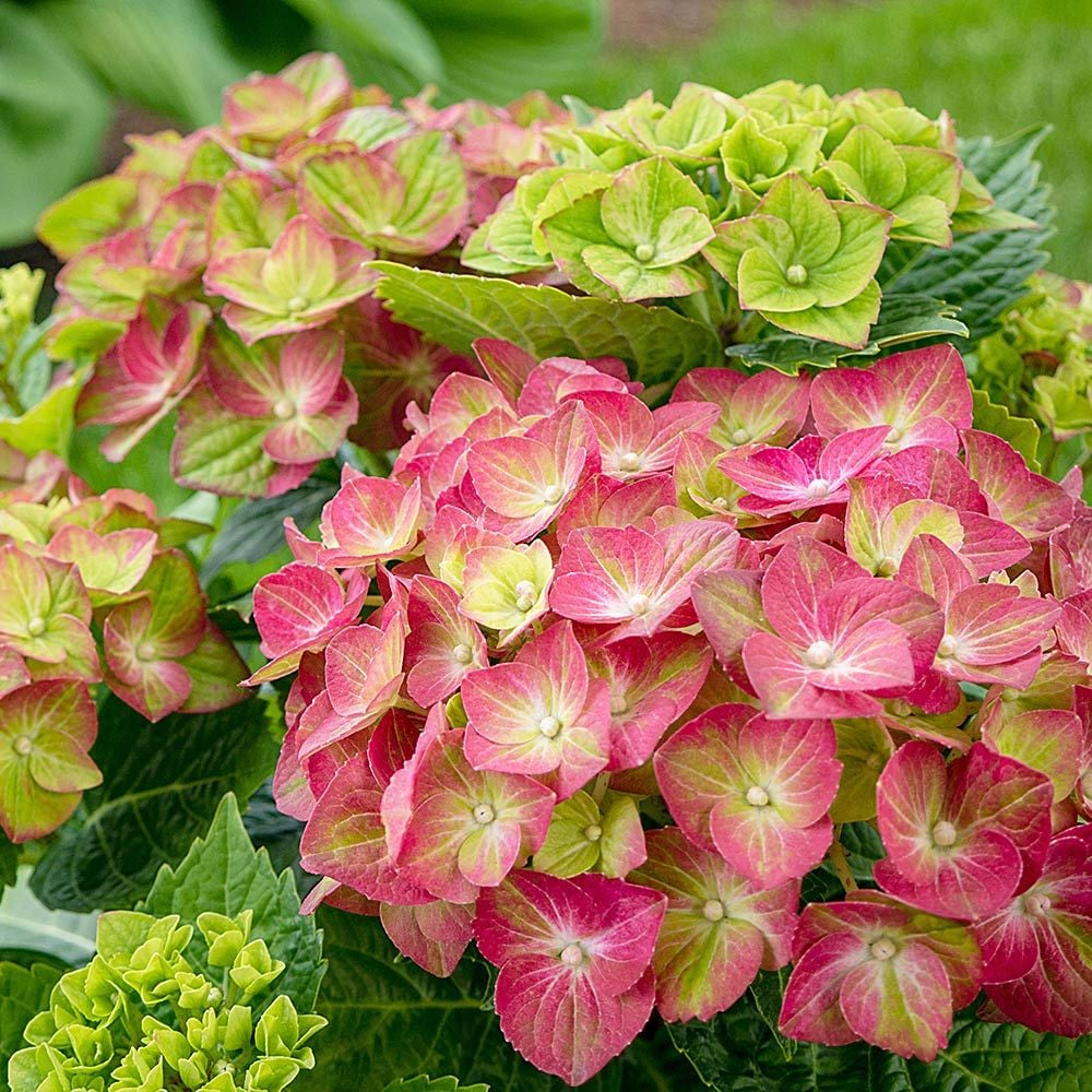 green pink flower seeds