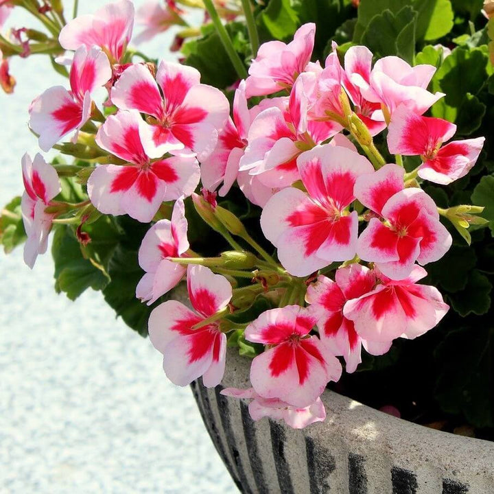 Pelargonium blomsterfrø til udplantning - Hvid &amp; Pink 100 stk