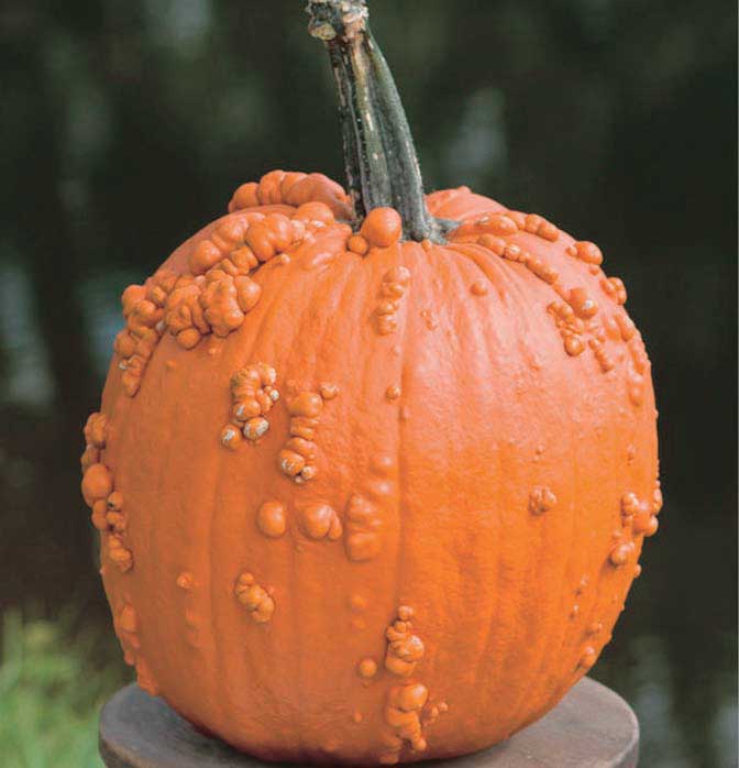 Knuckle Head Pumpkin Seeds for Planting