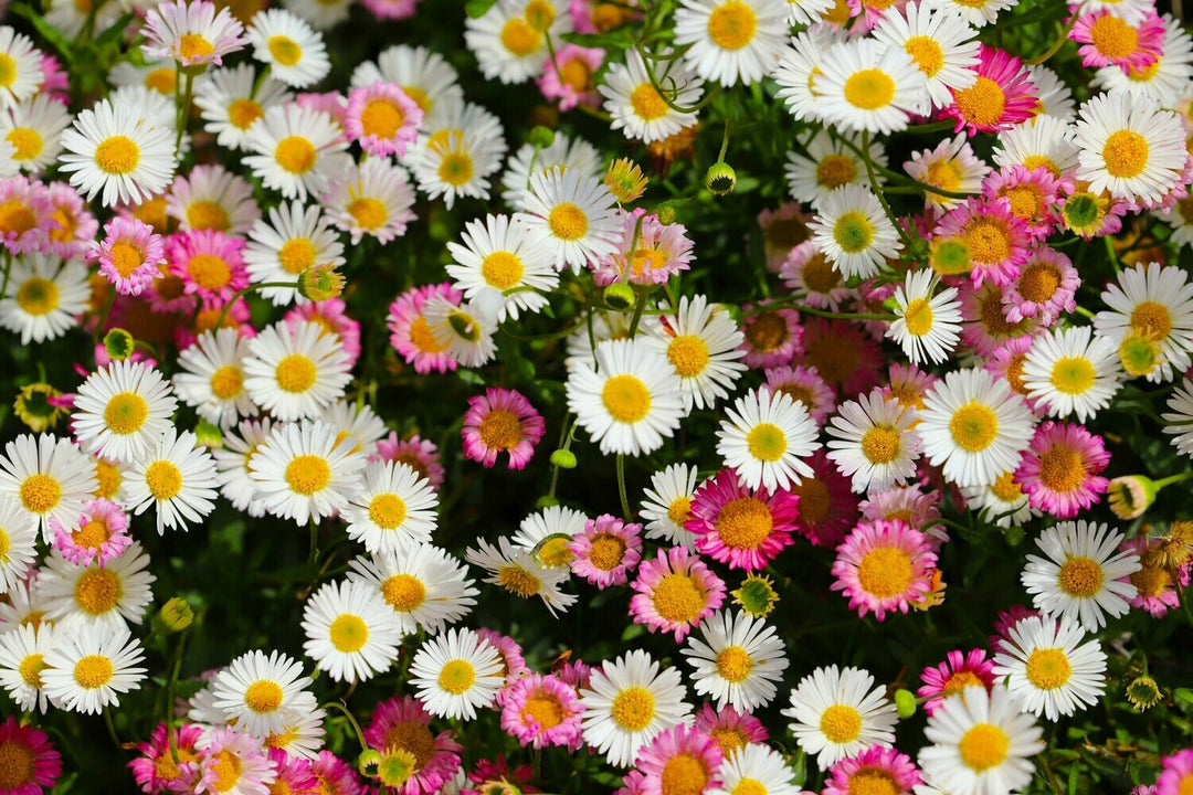 Pink Hvid Karvinskianus Blomsterfrø til udplantning - 100 stk