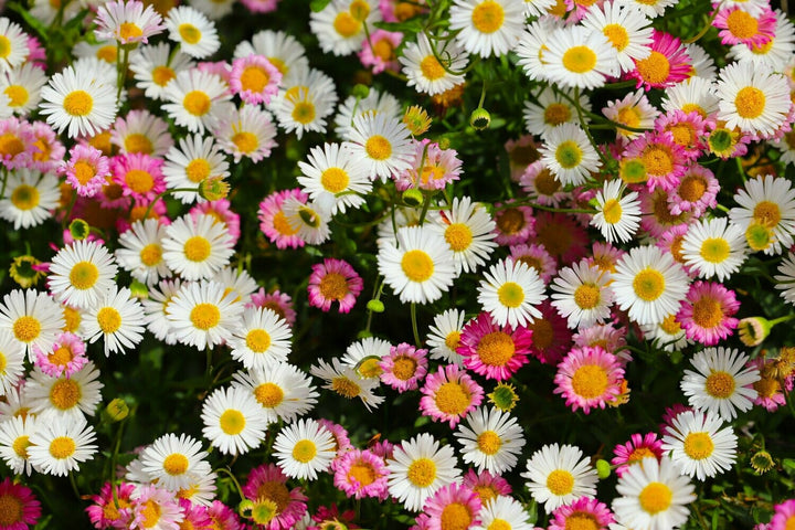 Pink White Karvinskianus Flower Seeds for Planting - 100 pcs