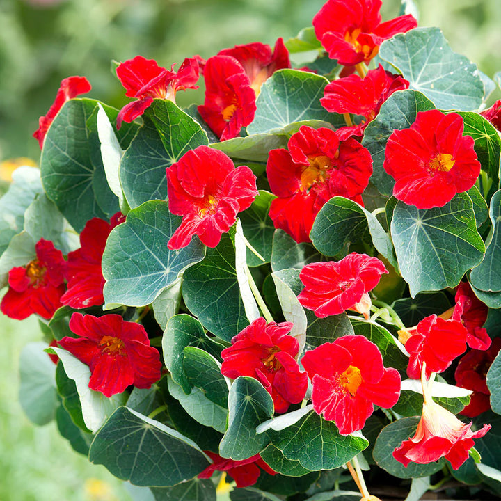 Heirloom Non-GMO Nasturtium Flower Seeds for Planting – Edible, High Germination Vibrant Blooms
