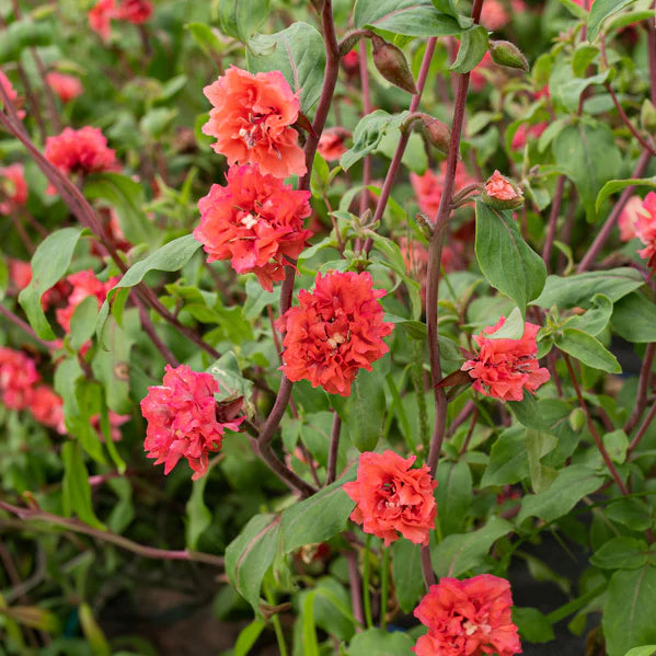 Elegante Clarkia blomsterfrø til plantning – 100 stk