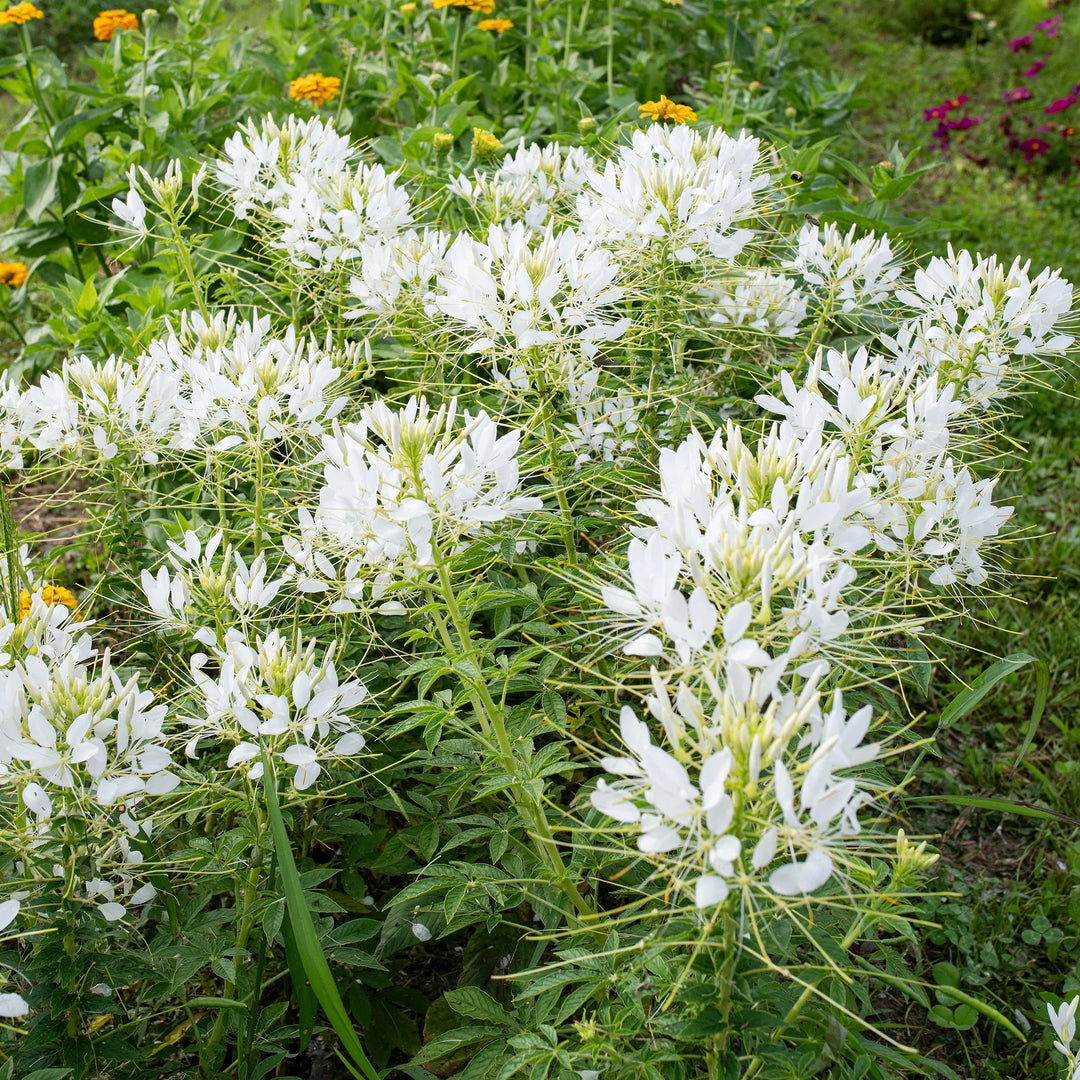 white cleome flower seeds