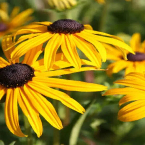 Gule Rudbeckia Triloba Blomsterfrø til udplantning 100 stk