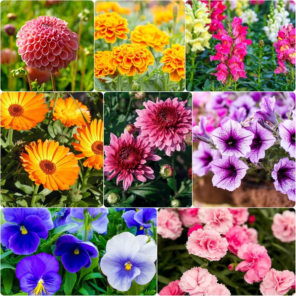 primaverine sera flower seeds