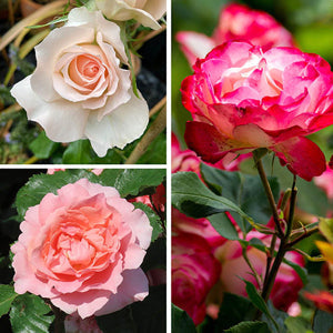rose of flower seeds