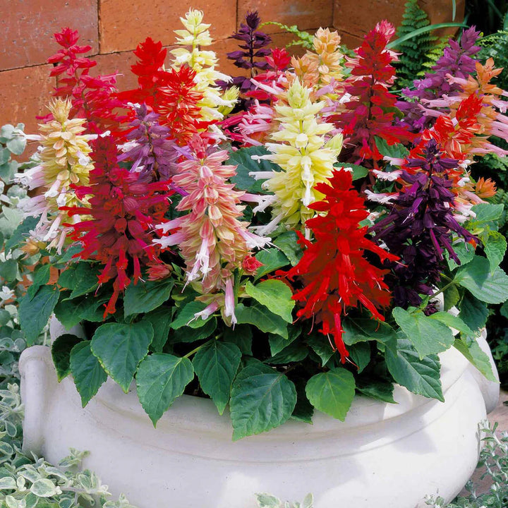 Mix Perennial Flower Seeds 100 pcs