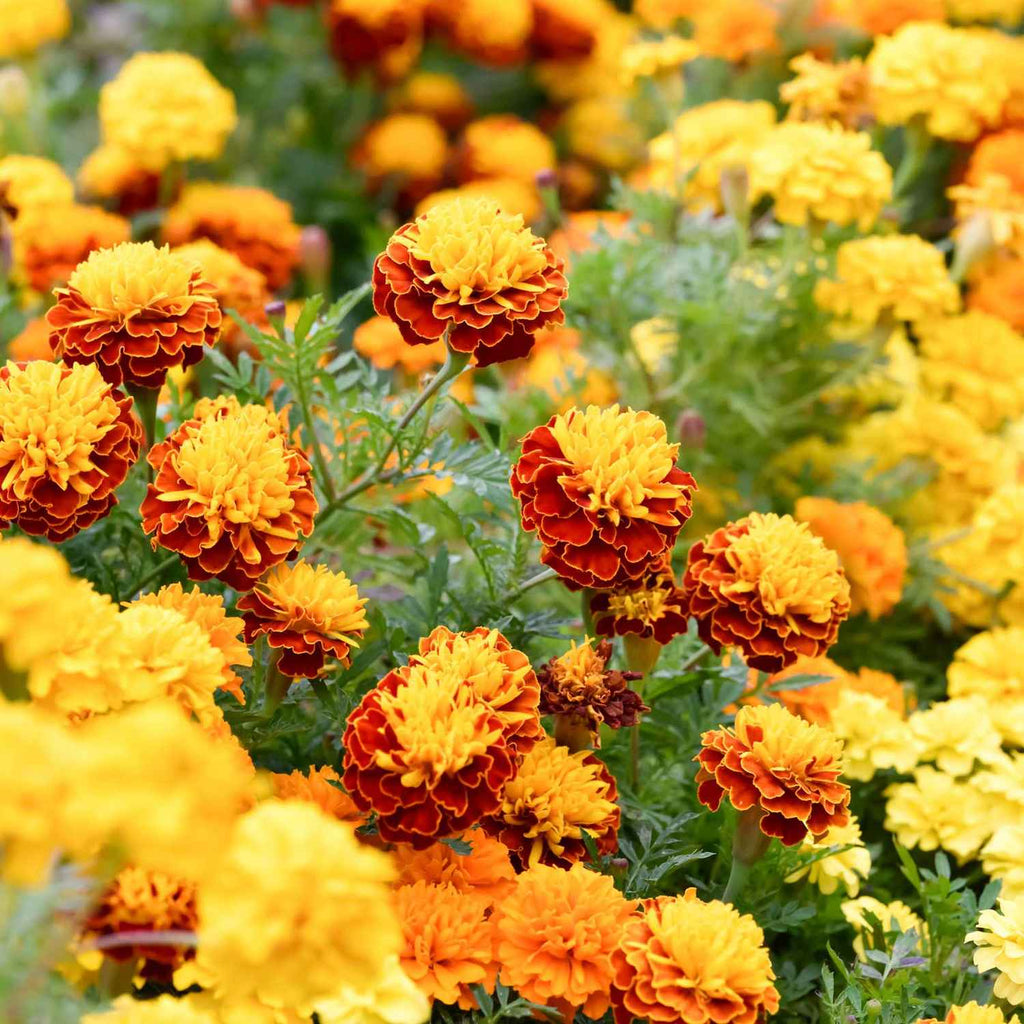 mixed marigold flower seeds