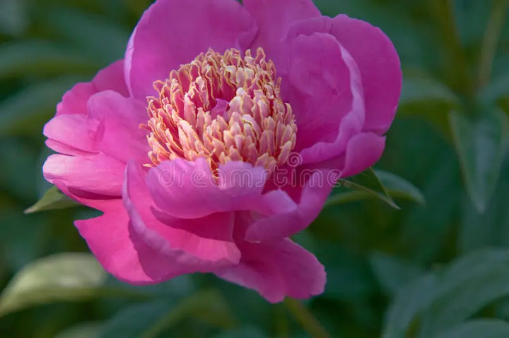 Pink Paeonia Tenuifolia blomsterfrø til plantning - 100 stk