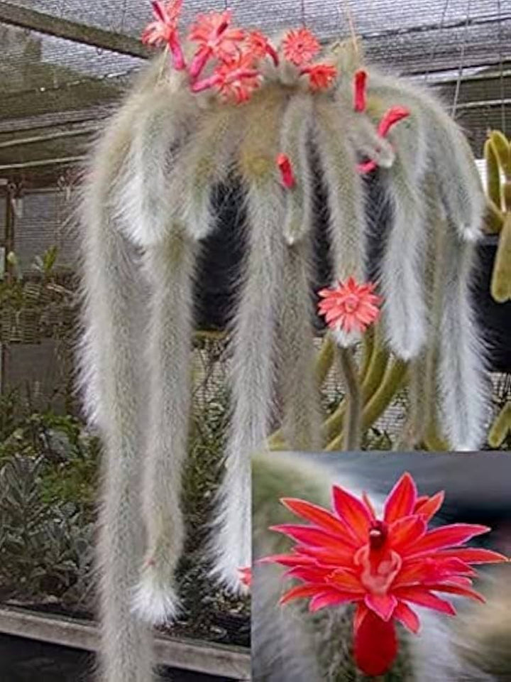 Hildewintera Colademononis- Monkey Tail Cactus - Cactus Plant Seeds for Planting - 100 pcs