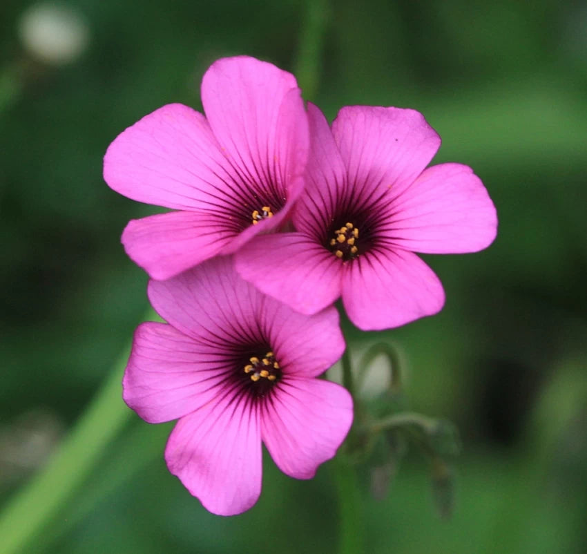 Pink Oxalis Laciniata blomsterfrø til plantning - 100 stk