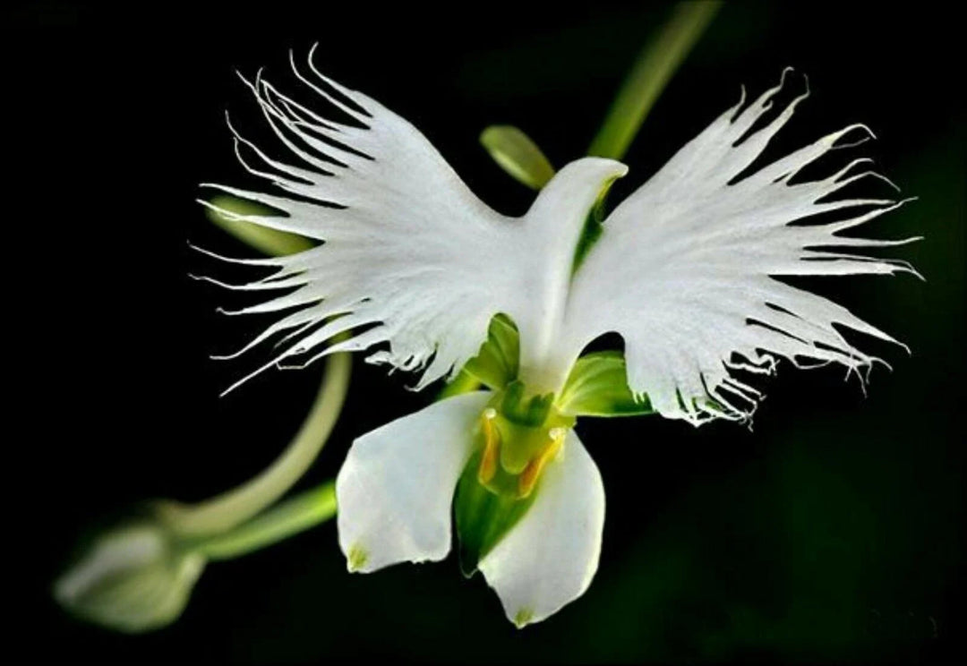 Heirloom Non-GMO Heron Orchid Flower Seeds – Exotic Garden Accents & Elegant Planting