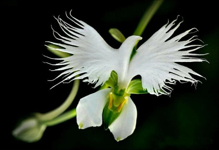 Heirloom Non-GMO Heron Orchid Flower Seeds – Exotic Garden Accents & Elegant Planting