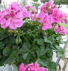 Ivy Geranium Flower Seeds for Planting - 100 pcs