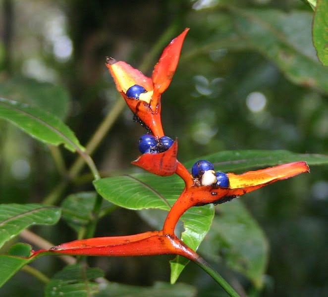 Heliconia plantefrø til udplantning - 100 stk