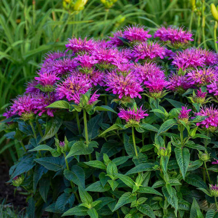Heirloom Non-GMO Violet Monarda Flower Seeds for Bee-Friendly Cottage Garden Planting
