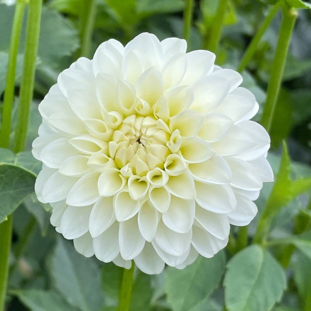 buy dahlia seeds White Dahlia Seeds – Heirloom Non-GMO – Neeraseeds