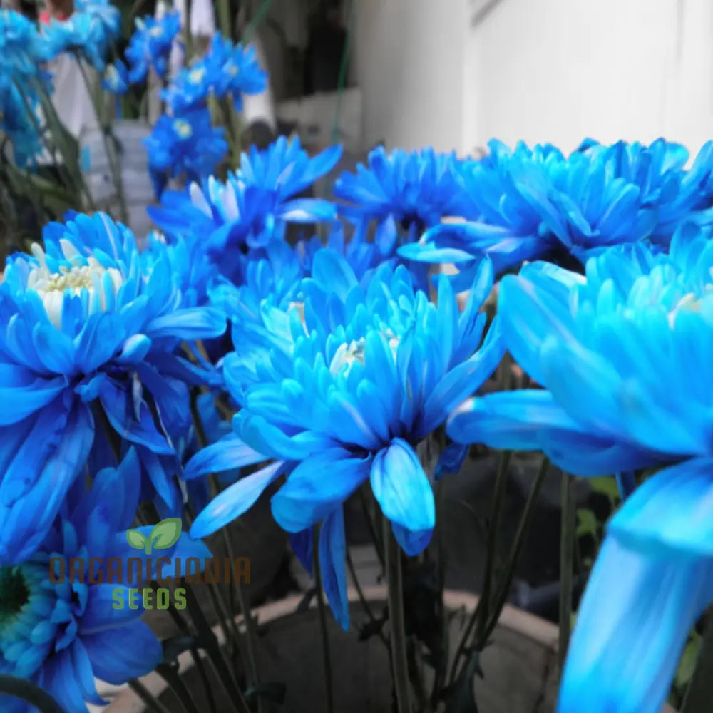 Chrysanthemum Blue White Flower Seeds for Planting - 100 pcs