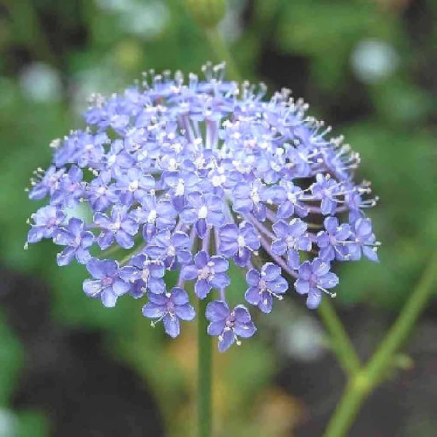 Organic Blue Lace Flower Seeds for Planting – Heirloom, Non-GMO, High Germination Organic Garden Seeds