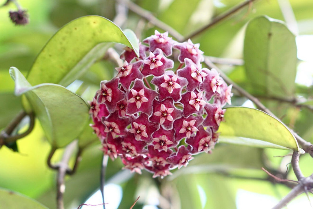 Heirloom Maroon Hoya Flower Seeds for Planting – Non-GMO, Unique Fragrant Garden Blooms