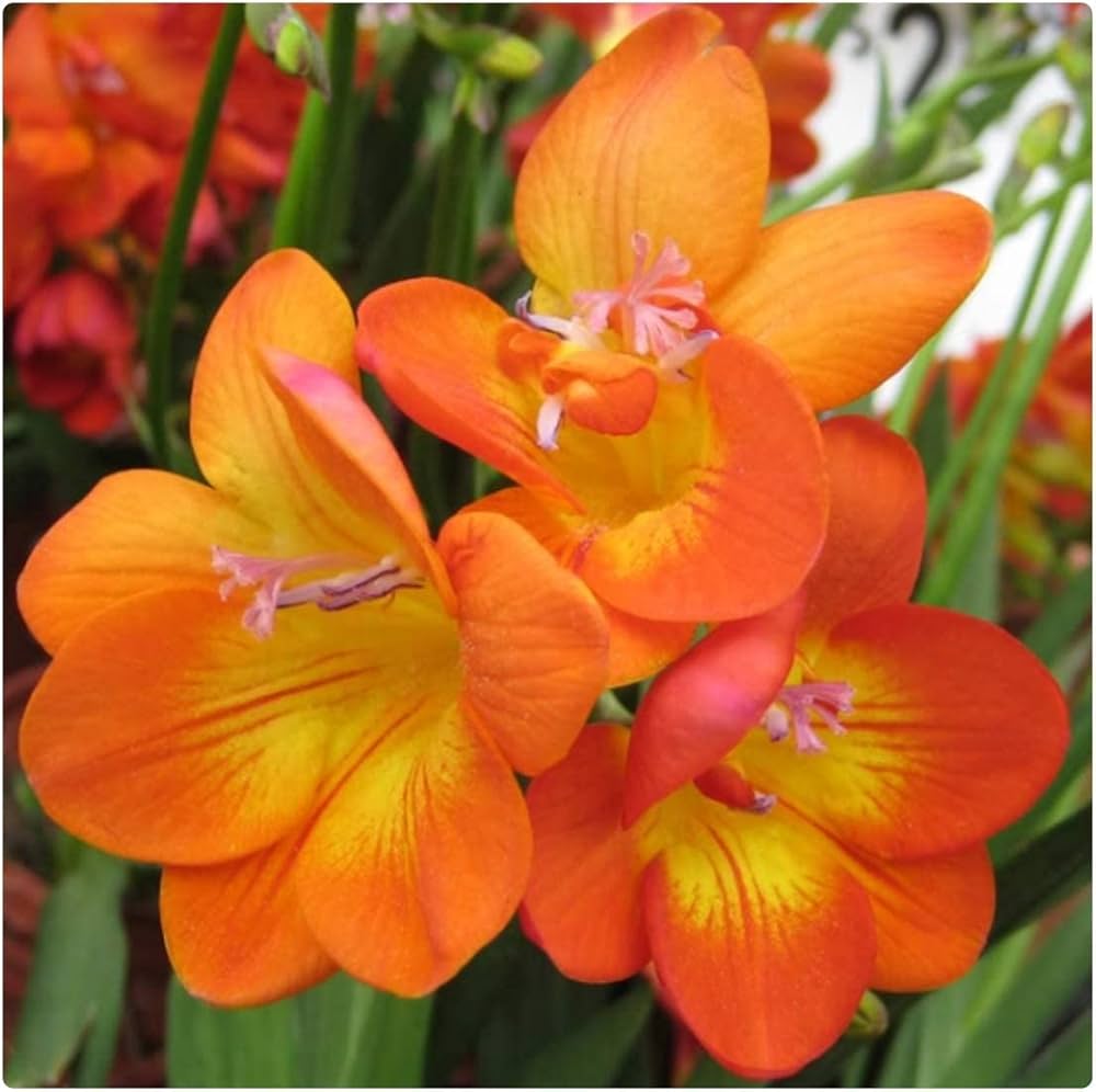 Yellow Orange Freesias Flower Seeds for Planting - 100 pcs