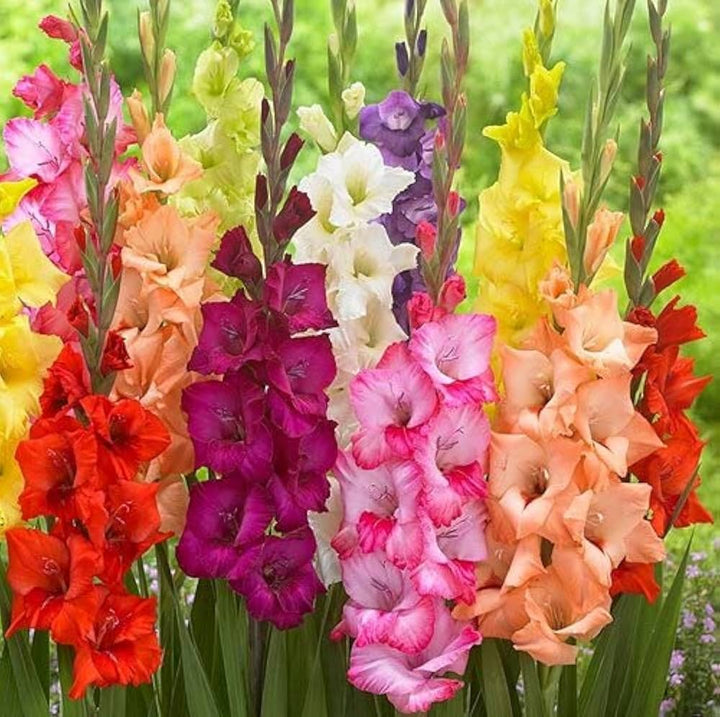 Heirloom Non-GMO Gladiolus Flower Seeds | Perennial Sword Lily Blooms for Garden Borders