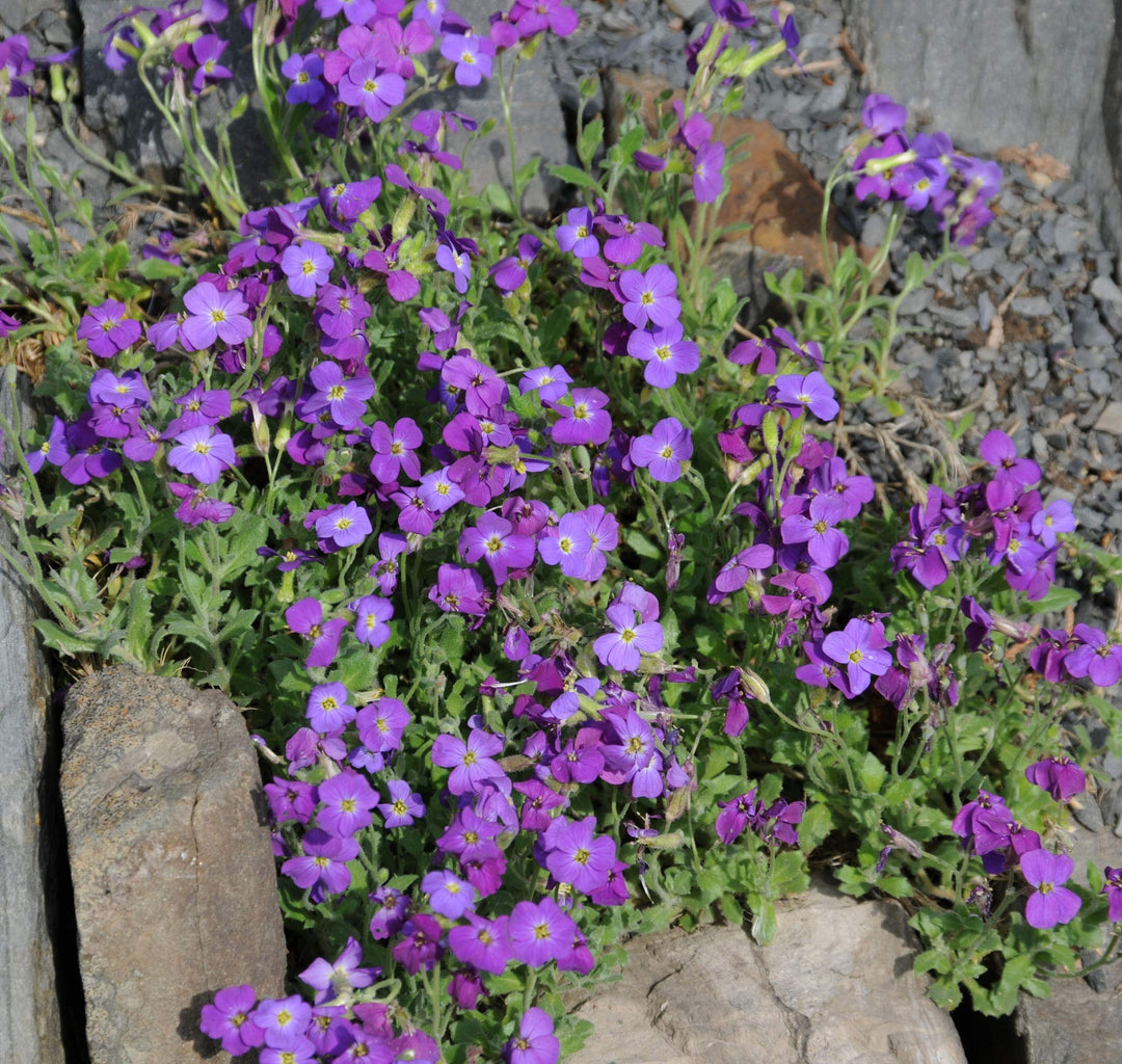 Aubrieta blomsterfrø til plantning, bunddækkende skønhed, 100 stk