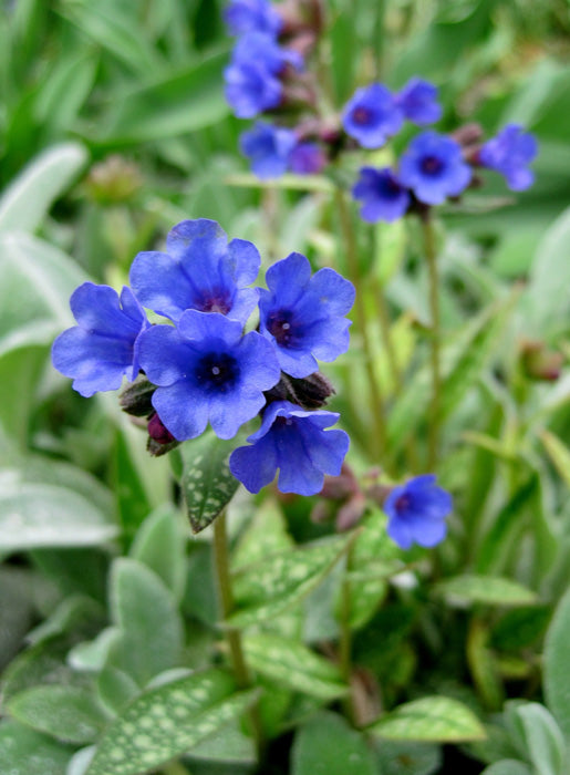 Heirloom Non-GMO Pulmonaria Flower Seeds – Shade-Loving Blooms for Garden Planting