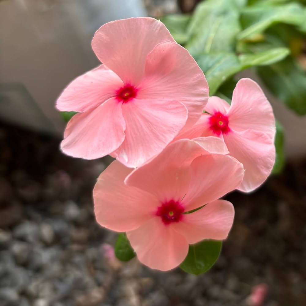 Light Pink Vinca Periwinkle Flower Seeds for Planting - 100 pcs