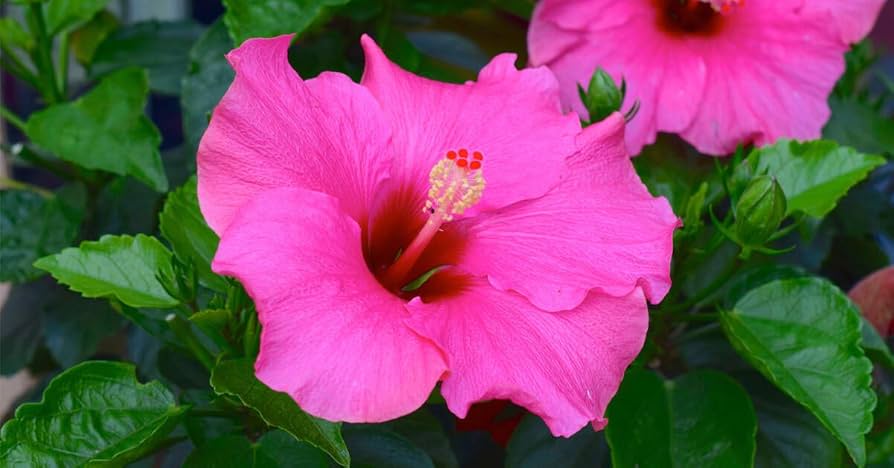 Hibiscus Blomsterfrø Pink til udplantning 100 stk